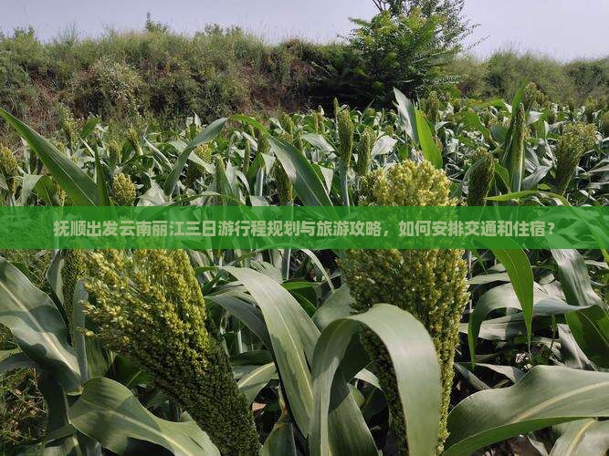 抚顺出发云南丽江三日游行程规划与旅游攻略，如何安排交通和住宿？