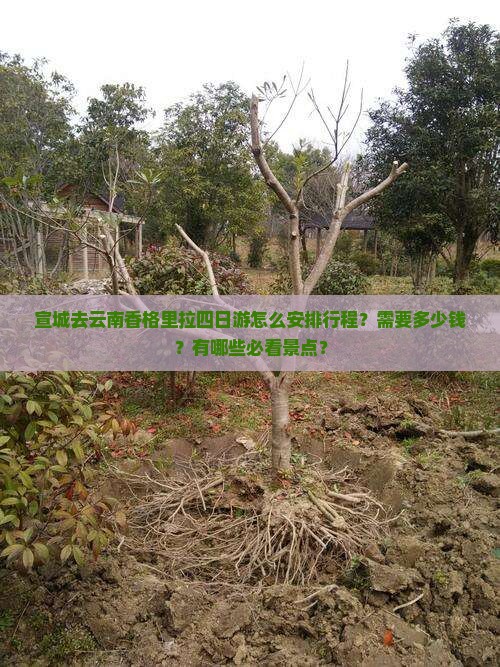 宣城去云南香格里拉四日游怎么安排行程？需要多少钱？有哪些必看景点？