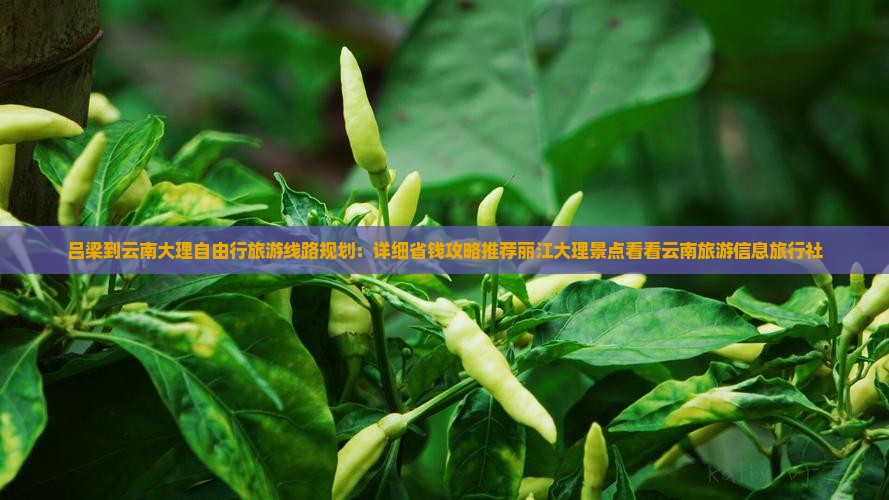 吕梁到云南大理自由行旅游线路规划：详细省钱攻略推荐丽江大理景点看看云南旅游信息旅行社