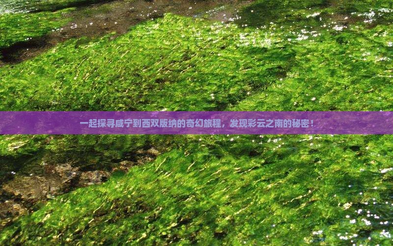 一起探寻咸宁到西双版纳的奇幻旅程，发现彩云之南的秘密！
