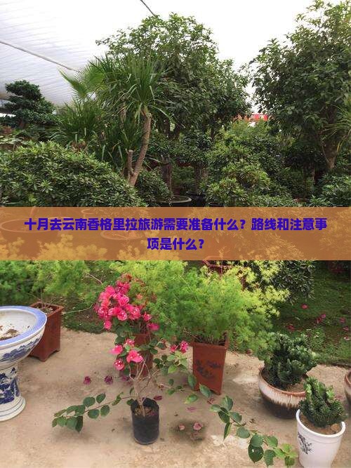十月去云南香格里拉旅游需要准备什么？路线和注意事项是什么？