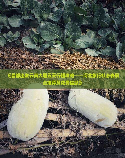 《昌都出发云南大理五天行程攻略——河北旅行社必去景点推荐及花费信息》