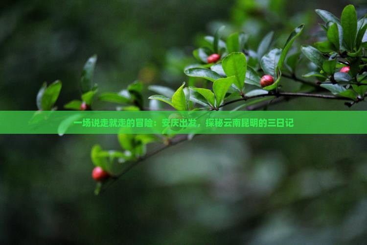 一场说走就走的冒险：安庆出发，探秘云南昆明的三日记