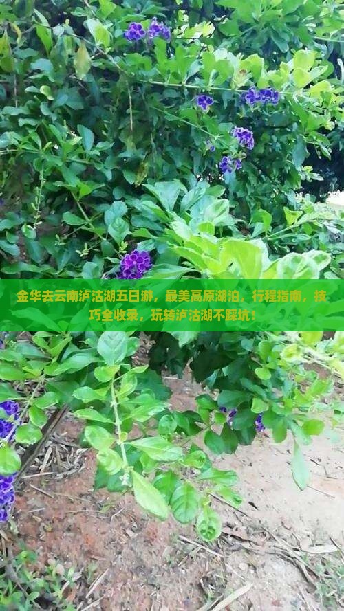 金华去云南泸沽湖五日游