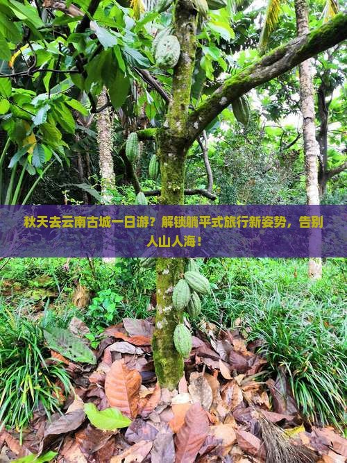秋天去云南古城一日游？解锁躺平式旅行新姿势，告别人山人海！