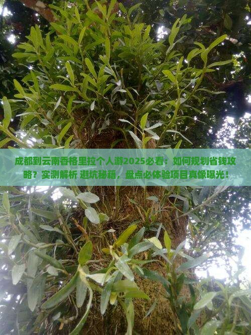 成都到云南香格里拉个人游