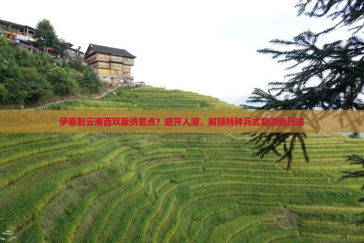 伊春到云南西双版纳景点？避开人潮，解锁特种兵式旅游新玩法