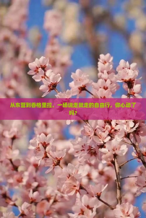 从东营到香格里拉，一场说走就走的自由行，你心动了吗？