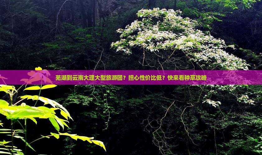 芜湖到云南大理大型旅游团？担心性价比低？快来看种草攻略