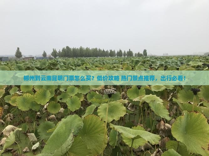 郴州到云南昆明门票