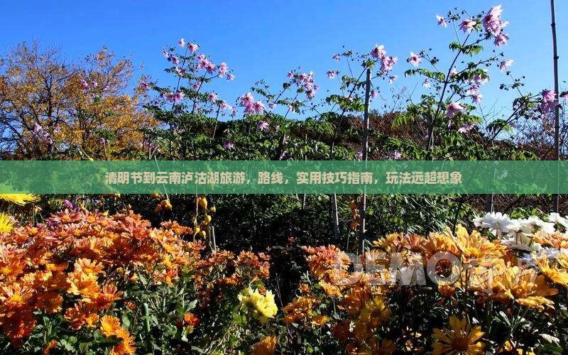 清明节到云南泸沽湖旅游