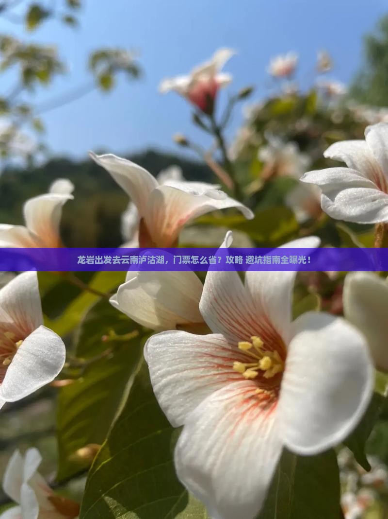 龙岩去云南泸沽湖门票