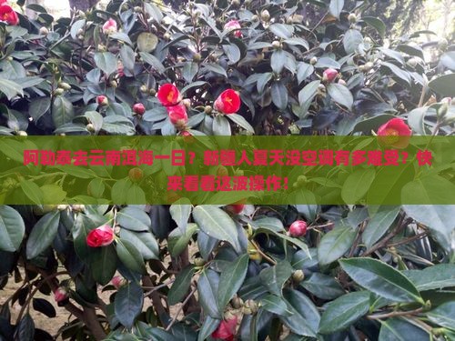 阿勒泰去云南洱海一日