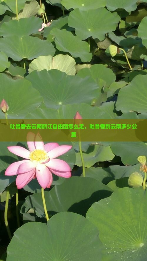 吐鲁番去云南丽江自由团