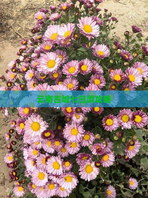 九月去云南古城七日游