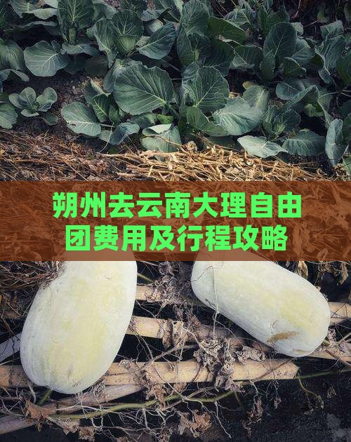 朔州去云南大理自由团