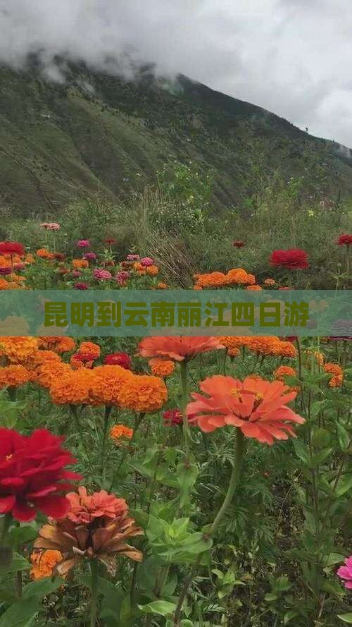 昆明到云南丽江四日游