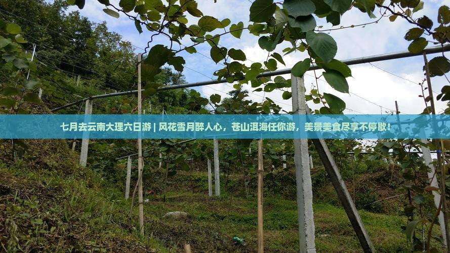 七月去云南大理六日游
