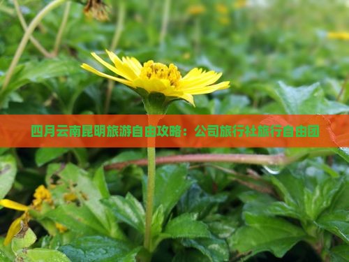 四月去云南昆明自由团 四月去云南昆明自由团