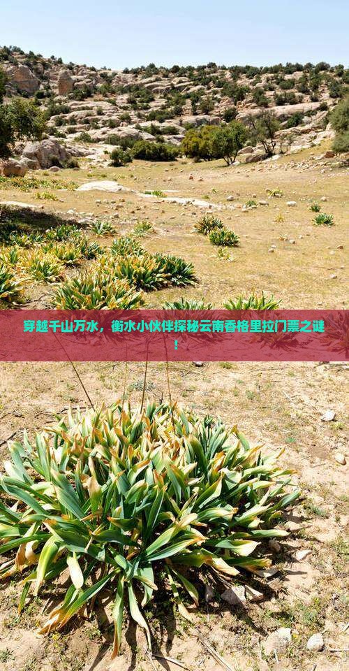 衡水去云南香格里拉门票
