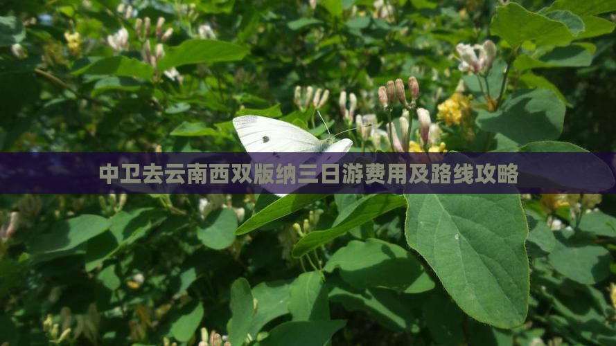 中卫去云南西双版纳三日游费用及路线攻略