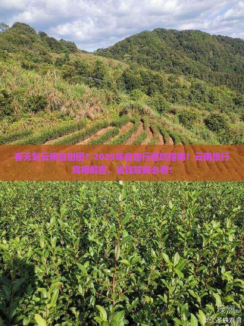 春天到云南自由团