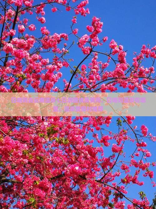 日喀则去云南温泉七日游