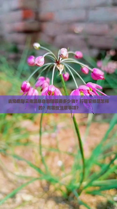 常德到云南温泉自由团