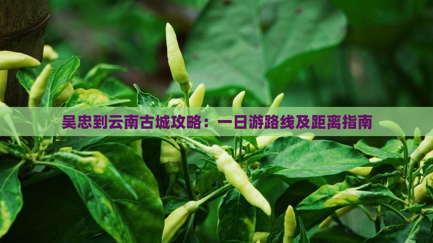吴忠到云南古城攻略