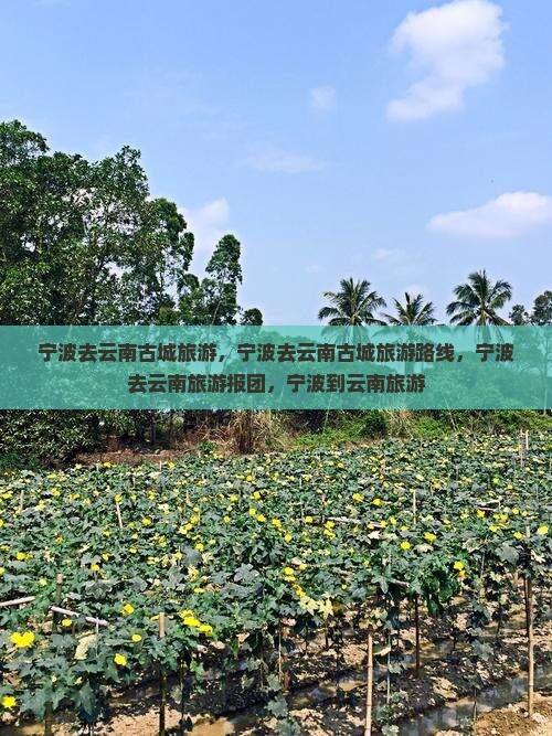 宁波去云南古城旅游