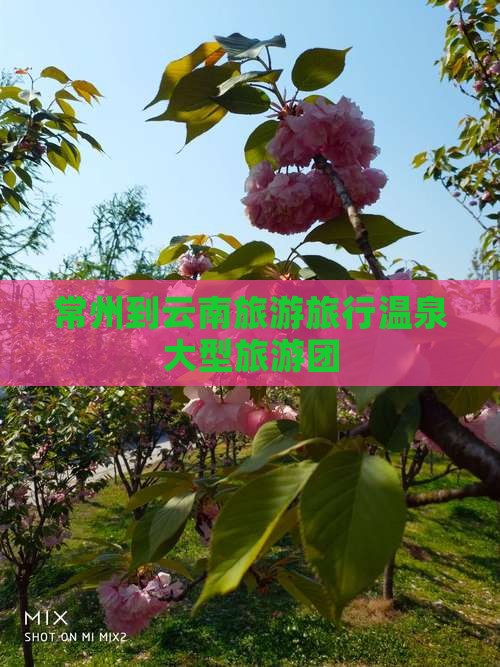 常州到云南温泉大型旅游团 常州到云南温泉大型旅游团
