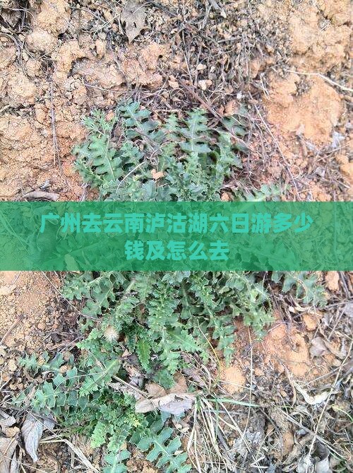 广州去云南泸沽湖六日游多少钱及怎么去