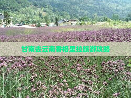 甘南去云南香格里拉门票