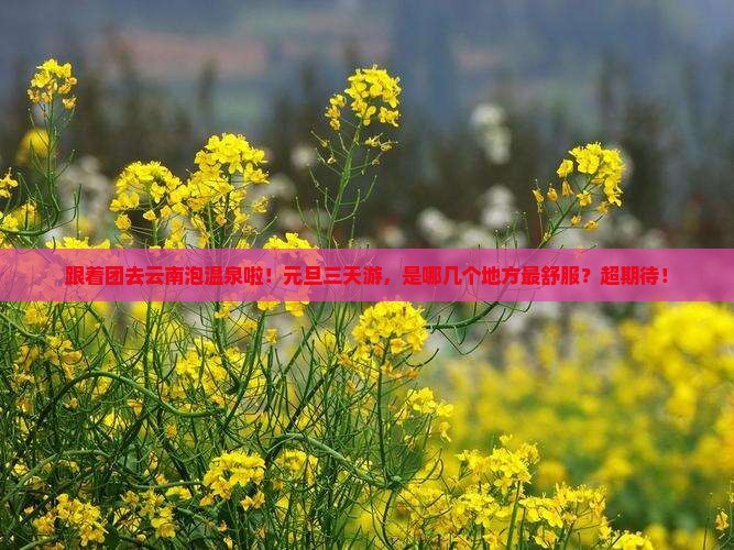 元旦去云南温泉大型旅游团
