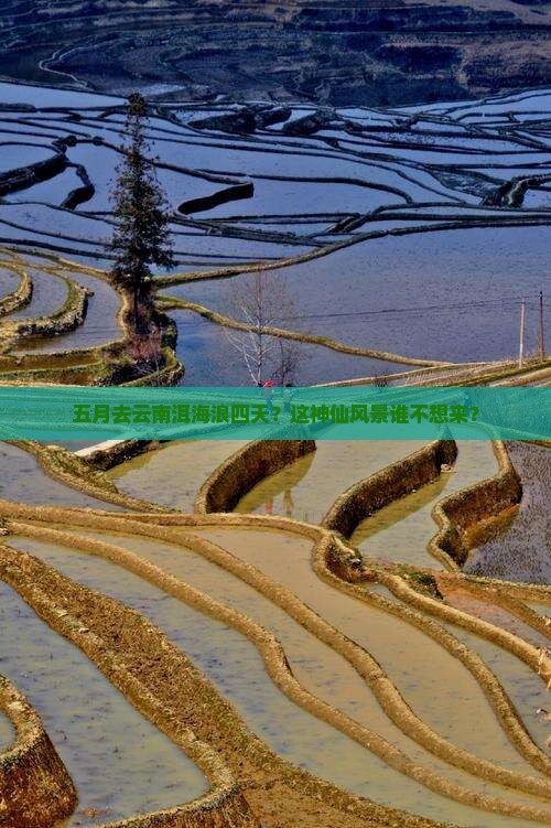 五月去云南洱海四日游 五月去云南洱海四日游