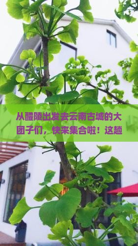 醴陵到云南古城大型旅游团