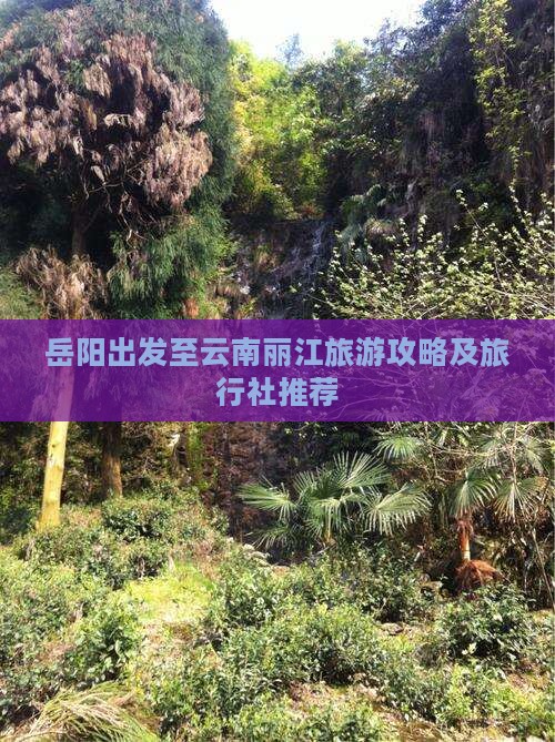 岳阳出发至云南丽江旅游攻略及旅行社推荐