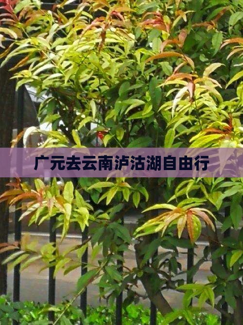 广元去云南泸沽湖自由行