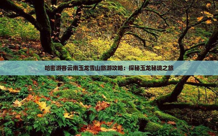 哈密游客云南玉龙雪山旅游攻略：探秘玉龙秘境之旅