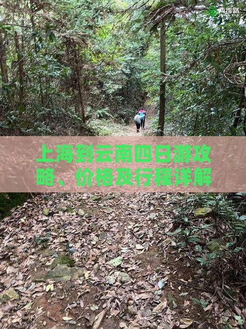 上海到云南四日游