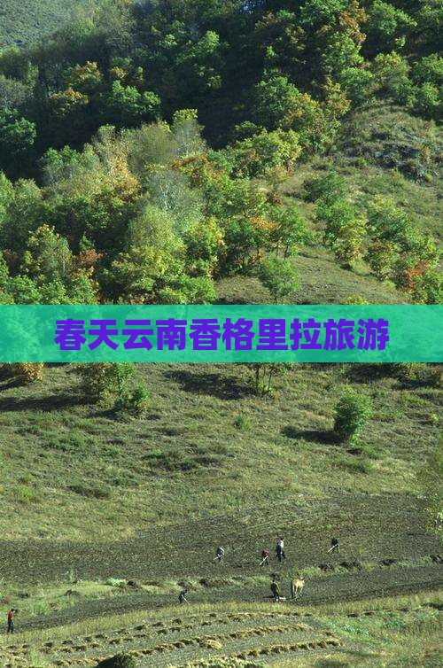 春天去云南香格里拉团体旅游