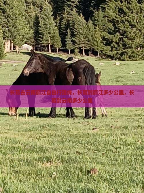 长葛去云南丽江自由行