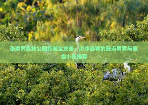 张家界森林公园旅游全攻略：泸州游客的景点看看与美食小吃推荐