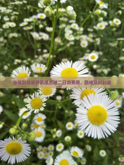 张掖到张家界凤凰古城二日游费用、路线及时刻表