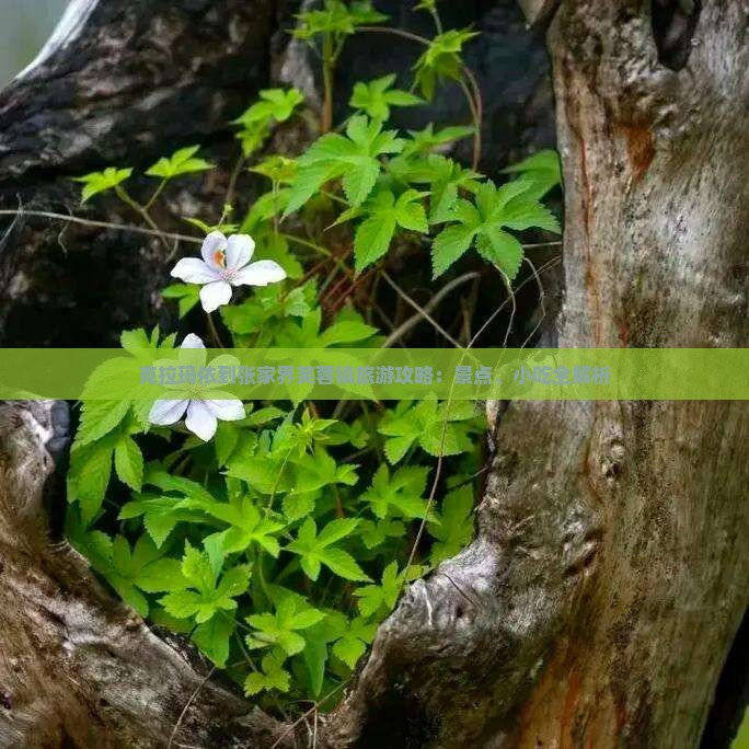克拉玛依到张家界芙蓉镇旅游攻略：景点、小吃全解析