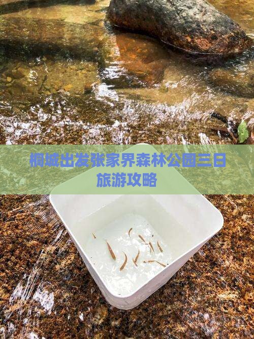 桐城去张家界森林公园三日游