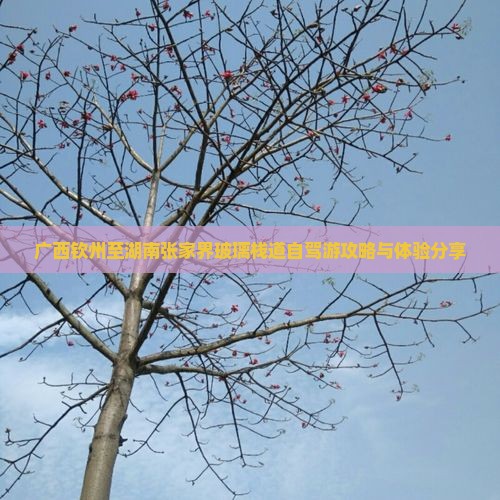 广西钦州至湖南张家界玻璃栈道自驾游攻略与体验分享