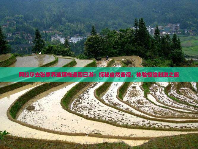 阿拉尔去张家界玻璃栈道四日游：探秘自然奇观，体验惊险刺激之旅