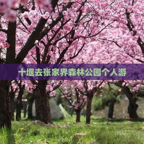 十堰去张家界森林公园个人游
