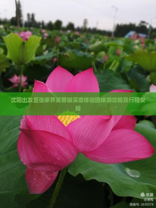 沈阳出发至张家界芙蓉镇深度体验团体游攻略及行程安排